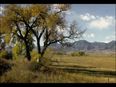 Cottonwood Tree