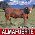 Toro y Pampa